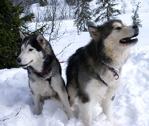 Siberian Husky, zima, choinki