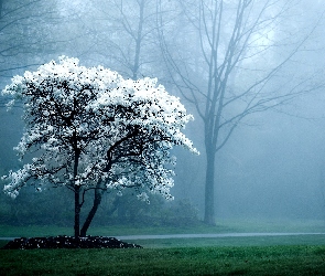 Mgła, Drzewo, Kwitnące