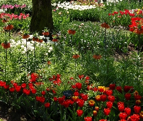 Ogród, Kwiatów, Gatunki, Botaniczny