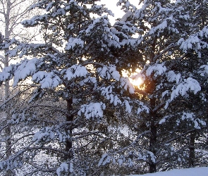 Słońce, Śnieg, Zaspy, Las, Iglasty, Drzewa