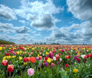 Kolorowe, Tulipany, Pole