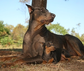 Duży, Pinczer, Mały, Doberman