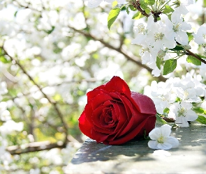 Kwitnące, Drzewo, Róża