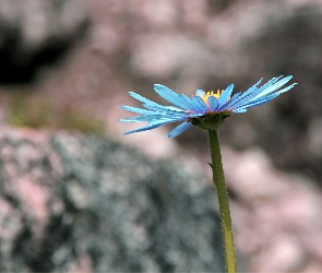 Aster, Niebieski