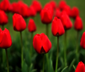 Tulipany, Łąka, Czerwone
