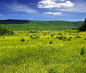 Chmury, Góry, Łąka, Las