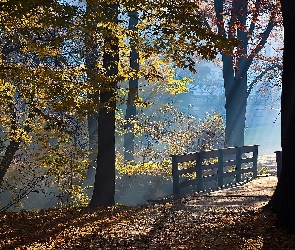 Pszczyna, Par, Światło, Mostek, Przebijające, Zamkowy