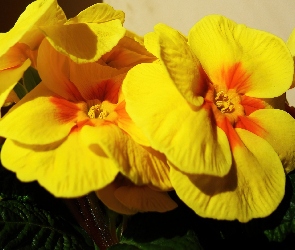 Kwiaty, Prymula, Żółta