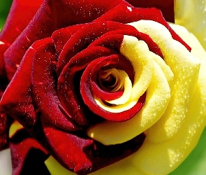 Piękna, Róża, Żółta, Czerwono