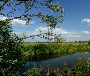 Niebo, Trawy, Rzeka, Drzewa