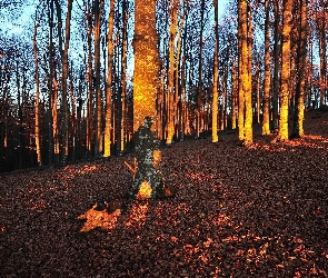 Las, Światło, Jesień, Przebijające, Drzewa