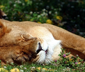 Lwica, Śpiąca