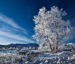Zima, Drzewo, Oszronione, Niebo