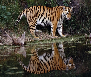 Tygrys, Odbicie, Woda