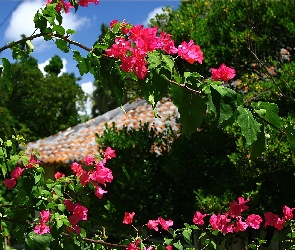 Krzewu, Bugenwilla, Kwiaty
