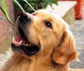 Golden, Retriever, Pies