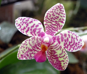 Kolorowe, Płatki, Kwiatek