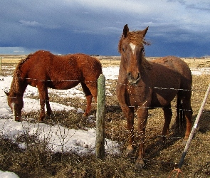 Śnieg, Zagroda, Dwa, Konie