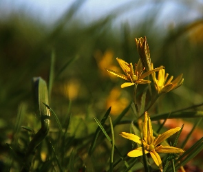 Kwiat, Złoć Żółta