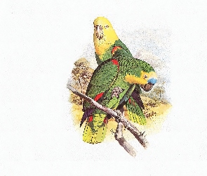 Papugi, Edward Lear, Głowy, Żółte, Zielone