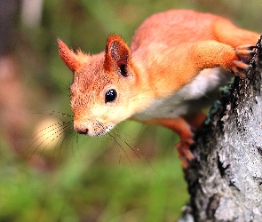 Wiewiórka, Drzewo, Ruda