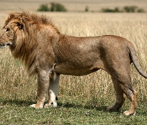 Lew, Trawa