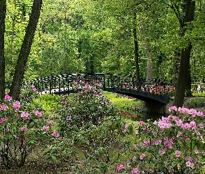 Kwitnące, Mostek, Rzeczka, Rododendrony, Park