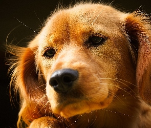 Piesek, Golden Retriever, Mordka