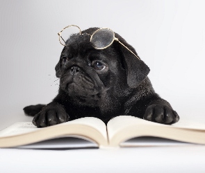 Pies, Okulary, Książka