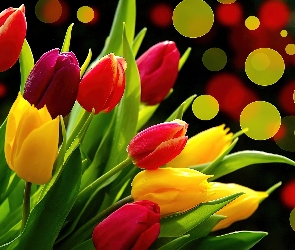 Tulipany, Kółka, Kolorowe