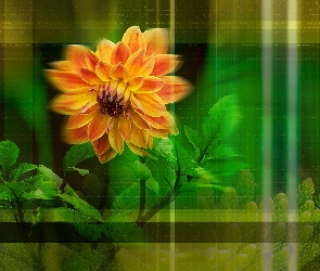 Dalia, Grafika, Pomarańczowa