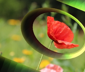 Mak, Grafika Komputerowa, Czerwony