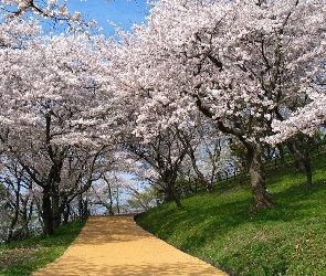 Park, Drzewa, Alejka