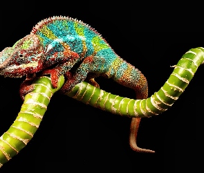 Kameleon, Kolorowy
