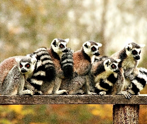 Lemurów, Rodzina