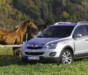Koń, Zieleń, Opel Antara