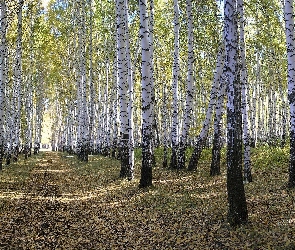Las, Ścieżka, Brzozowy