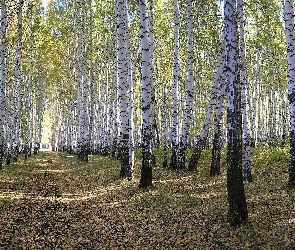 Las, Ścieżka, Brzozowy