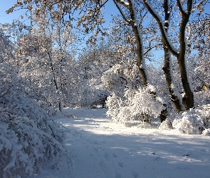 Drzewa, Zima, Las