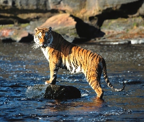Rzeka, Kamienie, Tygrys