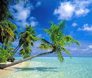 Niebo, Palma, Malediwy, Morze