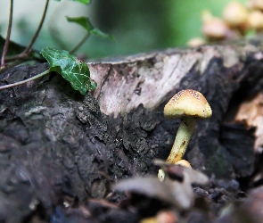 Pień, Bluszcz, Grzybek