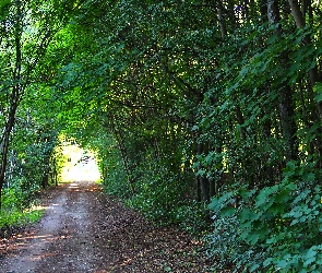Drzewa, Las, Ścieżka, Rowerowa