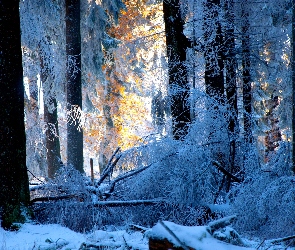 Las, Śnieg, Drzewa