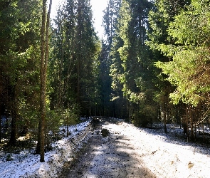 Śnieg, Drzewa, Droga, Leśna