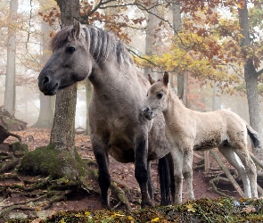 Konie, Mgła, Las