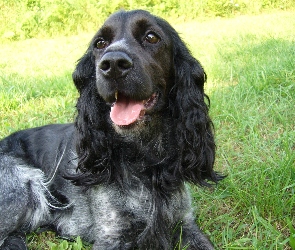 Trawa, Czarny, Pies, Cocker Spaniel