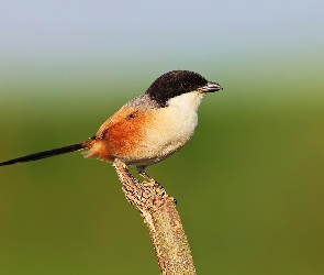 Ptaszek, Gałązka