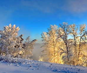 Zima, Niebo, Drzewa