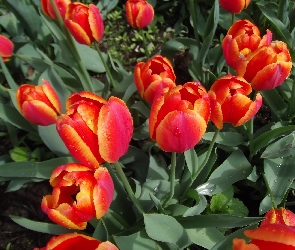 Tulipany